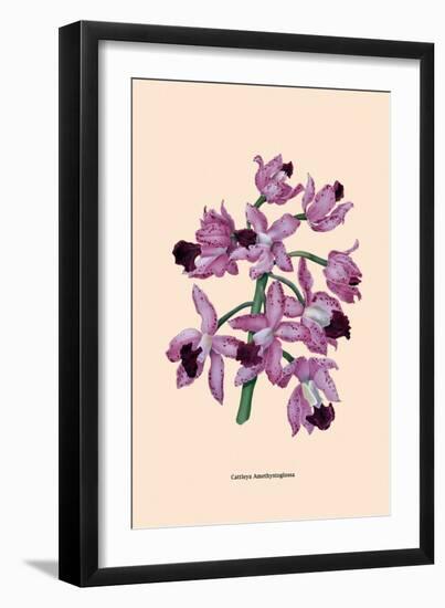 Orchid: Cattleya Amethystoglossa-null-Framed Art Print