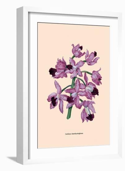 Orchid: Cattleya Amethystoglossa-null-Framed Art Print