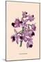 Orchid: Cattleya Amethystoglossa-null-Mounted Art Print
