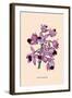 Orchid: Cattleya Amethystoglossa-null-Framed Art Print