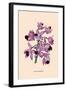 Orchid: Cattleya Amethystoglossa-null-Framed Art Print