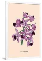 Orchid: Cattleya Amethystoglossa-null-Framed Art Print