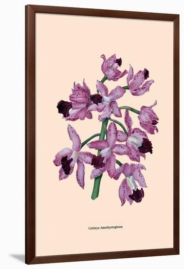 Orchid: Cattleya Amethystoglossa-null-Framed Art Print