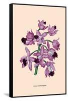 Orchid: Cattleya Amethystoglossa-null-Framed Stretched Canvas