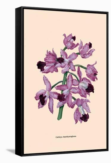 Orchid: Cattleya Amethystoglossa-null-Framed Stretched Canvas