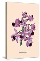 Orchid: Cattleya Amethystoglossa-null-Stretched Canvas