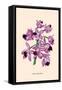 Orchid: Cattleya Amethystoglossa-null-Framed Stretched Canvas