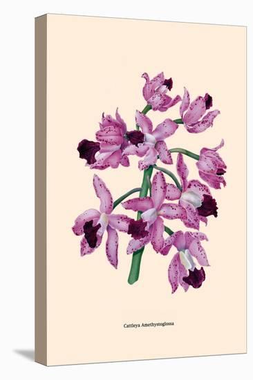 Orchid: Cattleya Amethystoglossa-null-Stretched Canvas