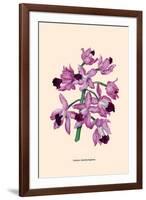 Orchid: Cattleya Amethystoglossa-null-Framed Art Print