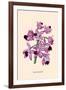 Orchid: Cattleya Amethystoglossa-null-Framed Art Print