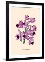 Orchid: Cattleya Amethystoglossa-null-Framed Art Print