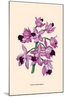 Orchid: Cattleya Amethystoglossa-null-Mounted Art Print