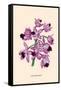 Orchid: Cattleya Amethystoglossa-null-Framed Stretched Canvas