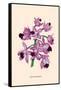 Orchid: Cattleya Amethystoglossa-null-Framed Stretched Canvas