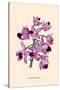 Orchid: Cattleya Amethystoglossa-null-Stretched Canvas