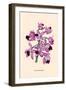 Orchid: Cattleya Amethystoglossa-null-Framed Art Print