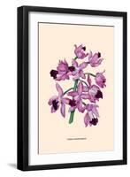 Orchid: Cattleya Amethystoglossa-null-Framed Art Print