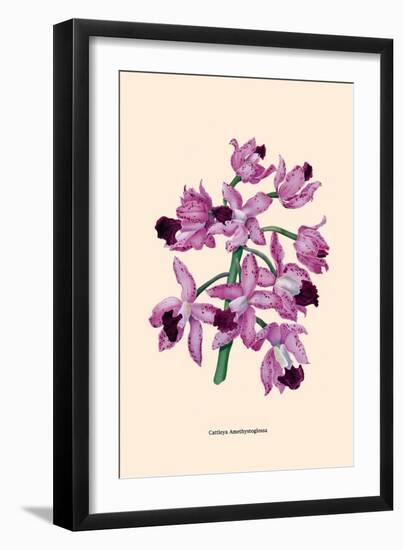 Orchid: Cattleya Amethystoglossa-null-Framed Art Print