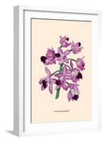 Orchid: Cattleya Amethystoglossa-null-Framed Art Print