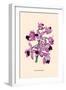 Orchid: Cattleya Amethystoglossa-null-Framed Art Print