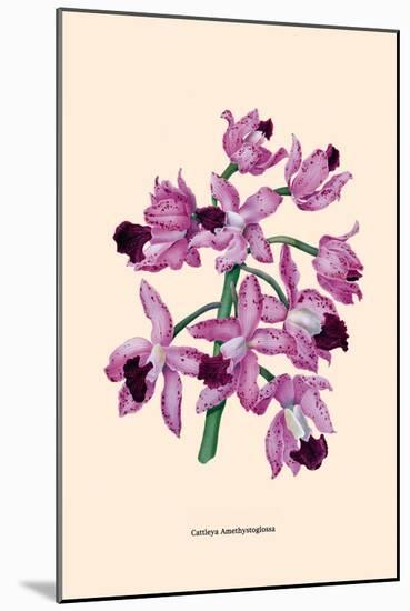 Orchid: Cattleya Amethystoglossa-null-Mounted Art Print