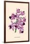 Orchid: Cattleya Amethystoglossa-null-Framed Art Print