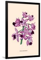 Orchid: Cattleya Amethystoglossa-null-Framed Art Print