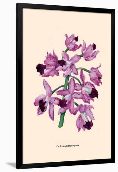 Orchid: Cattleya Amethystoglossa-null-Framed Art Print