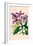 Orchid: Cattleya Harrisoniae-William Forsell Kirby-Framed Art Print