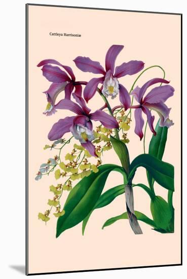 Orchid: Cattleya Harrisoniae-William Forsell Kirby-Mounted Art Print