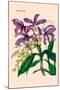 Orchid: Cattleya Harrisoniae-William Forsell Kirby-Mounted Art Print