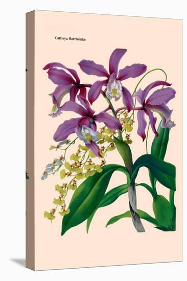 Orchid: Cattleya Harrisoniae-William Forsell Kirby-Stretched Canvas