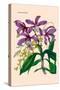 Orchid: Cattleya Harrisoniae-William Forsell Kirby-Stretched Canvas