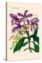 Orchid: Cattleya Harrisoniae-William Forsell Kirby-Stretched Canvas