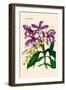 Orchid: Cattleya Harrisoniae-William Forsell Kirby-Framed Art Print