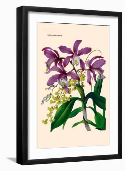 Orchid: Cattleya Harrisoniae-William Forsell Kirby-Framed Art Print