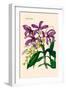 Orchid: Cattleya Harrisoniae-William Forsell Kirby-Framed Art Print