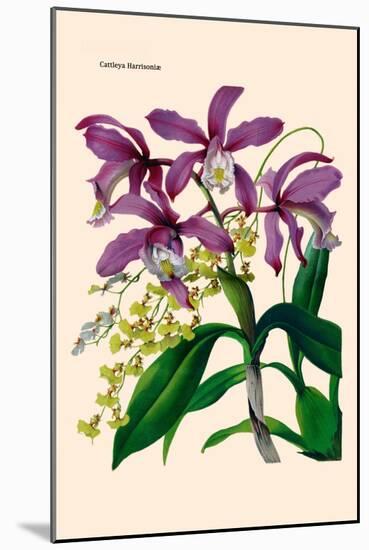 Orchid: Cattleya Harrisoniae-William Forsell Kirby-Mounted Art Print