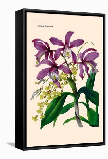 Orchid: Cattleya Harrisoniae-William Forsell Kirby-Framed Stretched Canvas