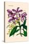 Orchid: Cattleya Harrisoniae-William Forsell Kirby-Stretched Canvas