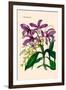 Orchid: Cattleya Harrisoniae-William Forsell Kirby-Framed Art Print