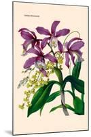 Orchid: Cattleya Harrisoniae-William Forsell Kirby-Mounted Art Print