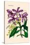 Orchid: Cattleya Harrisoniae-William Forsell Kirby-Stretched Canvas