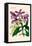 Orchid: Cattleya Harrisoniae-William Forsell Kirby-Framed Stretched Canvas