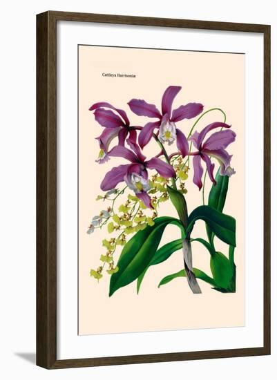 Orchid: Cattleya Harrisoniae-William Forsell Kirby-Framed Art Print