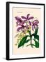 Orchid: Cattleya Harrisoniae-William Forsell Kirby-Framed Art Print