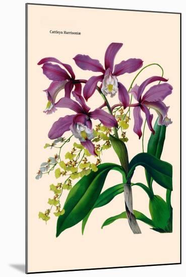 Orchid: Cattleya Harrisoniae-William Forsell Kirby-Mounted Art Print