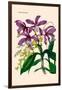 Orchid: Cattleya Harrisoniae-William Forsell Kirby-Framed Art Print