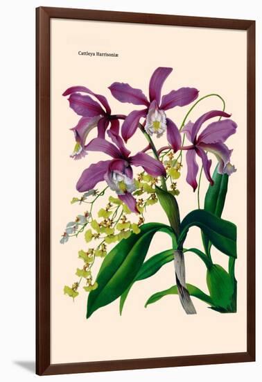 Orchid: Cattleya Harrisoniae-William Forsell Kirby-Framed Art Print
