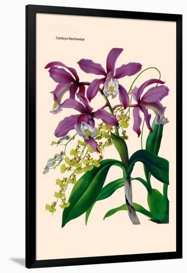 Orchid: Cattleya Harrisoniae-William Forsell Kirby-Framed Art Print